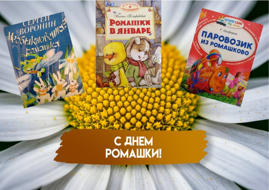   Нежный праздник - День ромашек.
