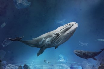 Онлайн- викторина "Всемирный день защиты морских млекопитающих" 